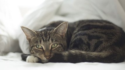 Кошки - опасны: развеян миф о вреде питомца на психику человека