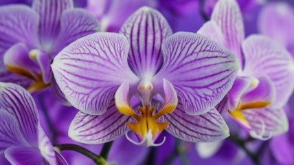 Весна - подходящее время для обрезки орхидеи