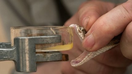 Ученые извлекли элемент змеиного яда из дрожжей