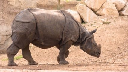 Браконьеры в ЮАР за месяц уничтожили около 100 носорогов 