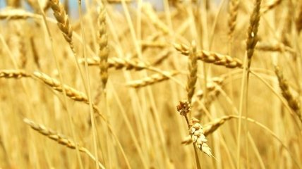 В Украине ожидают рекордный урожай зерновых