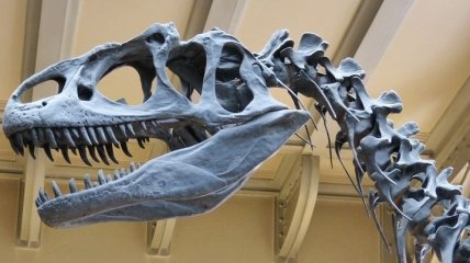 В Китае нашли древние скелеты динозавров