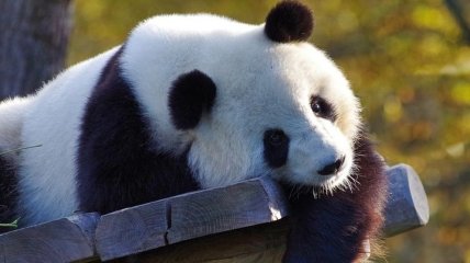 Быстрее урагана: в Китае панды спаслись от землетрясения (Видео)