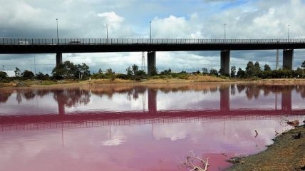 В одном из парков Мельбурна вода стала ярко-розового цвета (Видео)