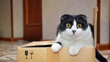 Отправка кота по почте обошлась жителю Тайваня в 60 тыс. местных долларов