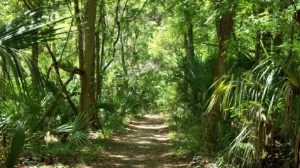 В изучении человеческой истории могут помочь стволы тропических деревьев