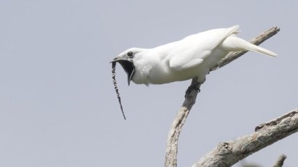 Найдена самая громкая птица на Земле (Видео)