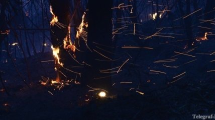 Пожары в Австралии уничтожили 40 тысяч гектаров леса