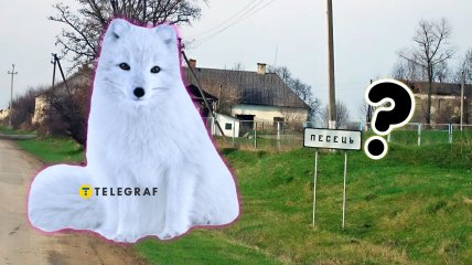 Песец на Хмельнитчине