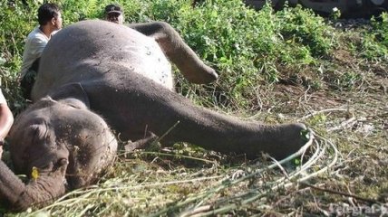 В национальном парке Зимбабве от засухи погибли 190 слонов