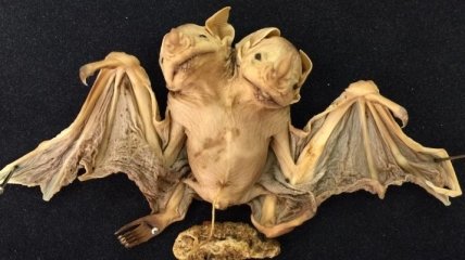 В Бразилии обнаружена уникальная "двуглавая" летучая мышь 