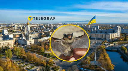 На востоке зафиксировали появление уникальной летучей мыши