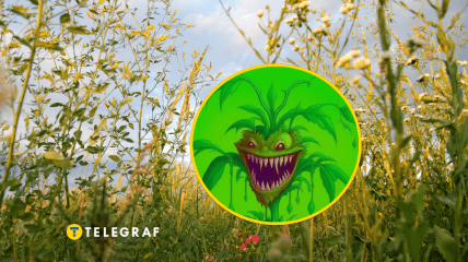 Растение повилика