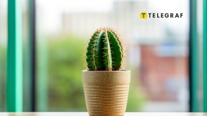 Кактус имеет сильную положительную энергетику