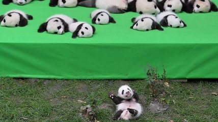 Милые снимки пушистых панд из китайского питомника в Чэнду (Фото) 