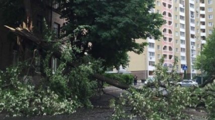 Шторм в Киеве валит на дороги деревья 