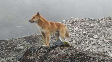 В Новой Гвинее нашли диких поющих собак: считалось, что они вымерли 50 лет назад