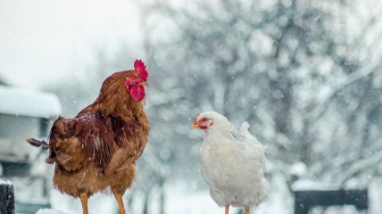 Як утримувати курей