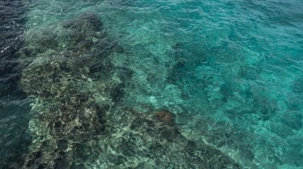 Исследование: человечество начало разрушать Карибский коралловый риф еще в 50-х годах