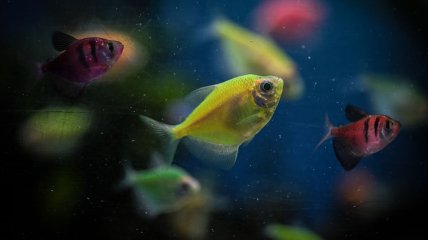 Есть несколько причин, по которым рыба может погибнуть в воде