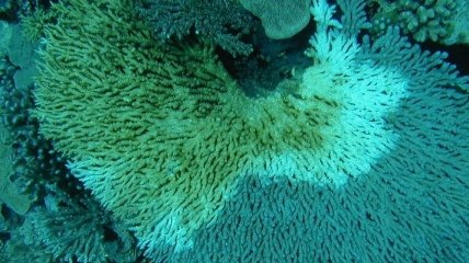 Неизвестный "белый синдром" уничтожает коралловые рифы  