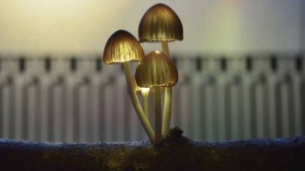 Завораживающие лампы в виде коряг со светящимися грибами (Фото) 