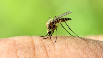 7 натуральных средств против укусов комаров 