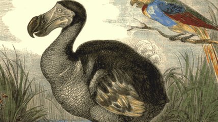 Ученые: Птицы додо обладали интеллектом голубя