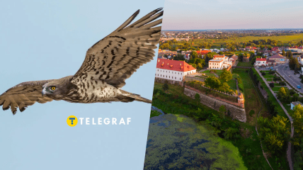 На Рівненщині живе рідкісний птах