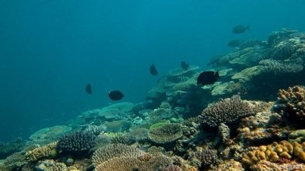 В Австралии создана самая крупная в мире сеть морских заповедников