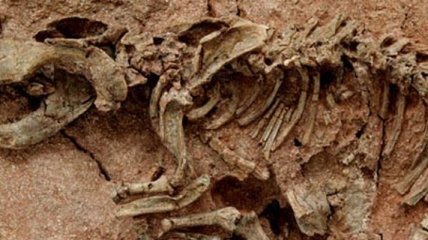 Инженерами обнаружены останки ранее неизвестного динозавра