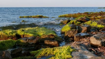 Быстрый способ переработки морских водорослей в биотопливо 