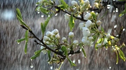 Рясні дощі почнуться у першій декаді травня