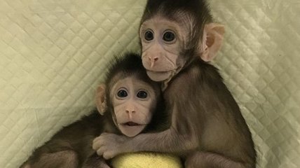 В Китае впервые создали клон обезьяны