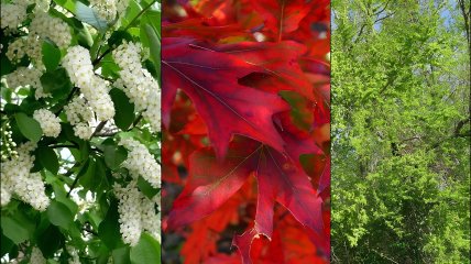 В Україні категорично заборонено садити 13 видів дерев