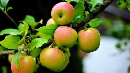 Как повысить урожайность яблони