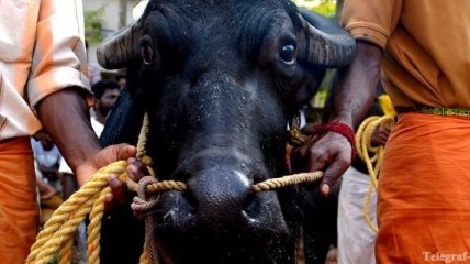 Индия хочет продавать Украине буйволиное мясо