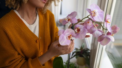 Орхидея порадует безумным цветением