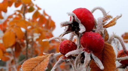 Клим Холодний у 2023 році відзначається 25 листопада (раніше 8 грудня)
