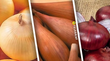 Цибуля сортів "Буран", "Любчик" та "Заграва"