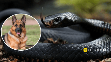 Собака и пресмыкающийся