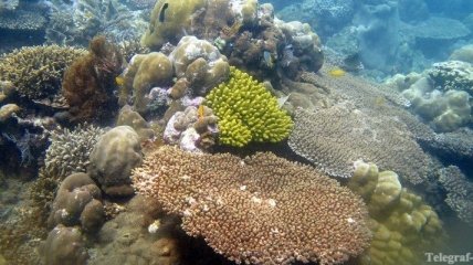 Отель на Мальдивах предлагает гостям выращивать кораллы