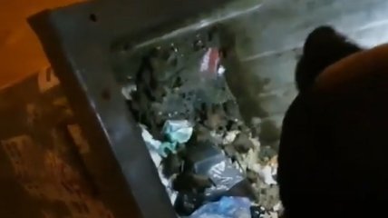 В Запорожье в мусорном баке нашли почти 700 краснокнижных летучих мышей: подробности, фото и видео