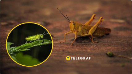 Що їсть сарана