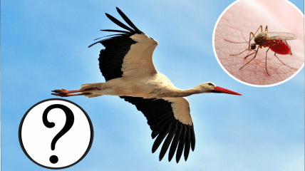 Кулик-долгоног был замечен в Украине