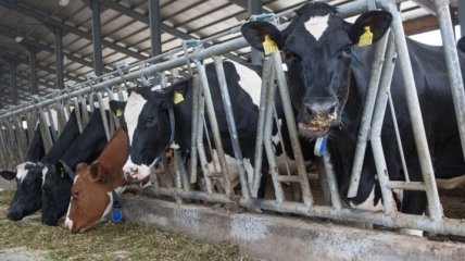  Украина начнет экспортировать говядину в Китай