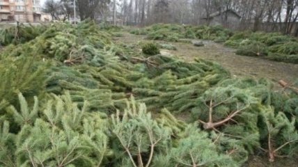 На Прикарпатье лесники незаконно вырубили около 400 елок