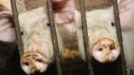 Создали трансгенных свиней с устойчивостью к африканской чуме