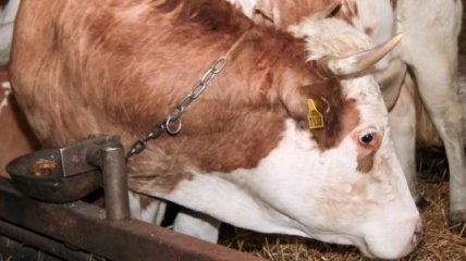Мясо коровы, погибшей от сибирской язвы, попало в торговую сеть
