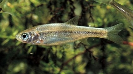 Иберийские рыбки научились производить потомство только с генами отца